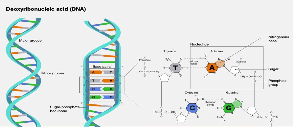 DNA explained.