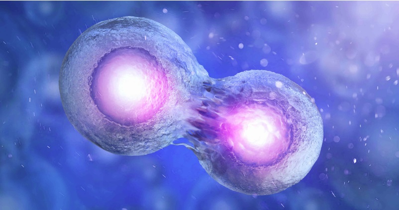 The digital photo of the embryo stem cell division.