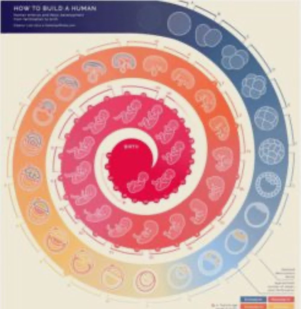 The picturised human's 53 stages of life creation.