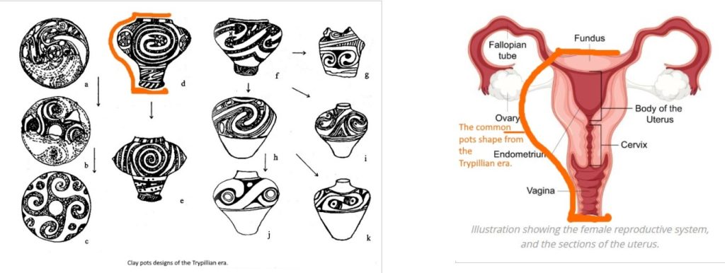 Cross-comparison of Trypillian pottery shapes and female uterus.